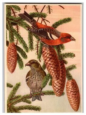 Vintage Red Crossbill Birds Pinecone Evergreen Tree Unposted Postcard EB & Co